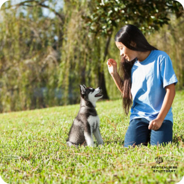 Welpenprägung, Stuttgart Hundeschule