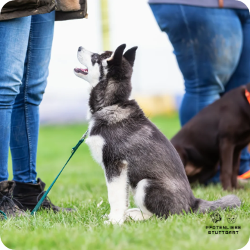 Welpenprägung, Stuttgart Hundeschule