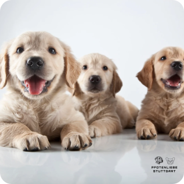 Welpenprägung, Stuttgart Hundeschule