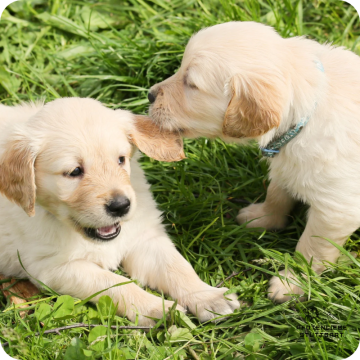 Welpenprägung, Stuttgart Hundeschule