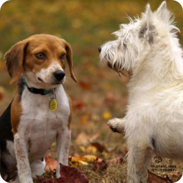 Welpenprägung, Stuttgart Hundeschule