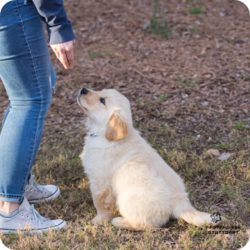 Welpenprägung, Stuttgart Hundeschule