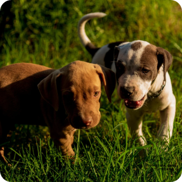 Welpenprägung, Stuttgart Hundeschule