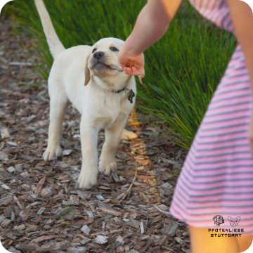 Welpenprägung, Stuttgart Hundeschule