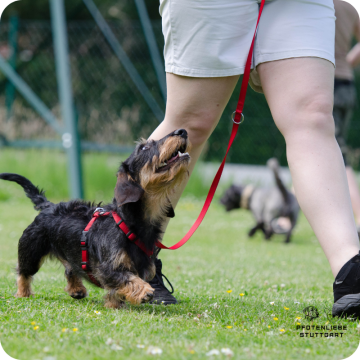 Junghund, Stuttgart Hundeschule 