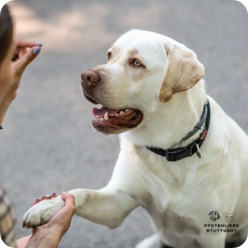 Junghund, Stuttgart Hundeschule 