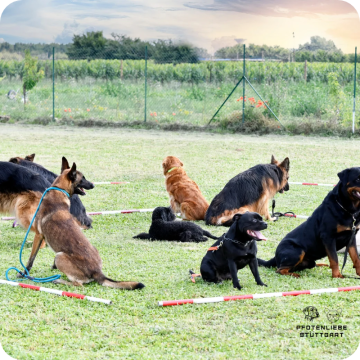 Junghund, Stuttgart Hundeschule 