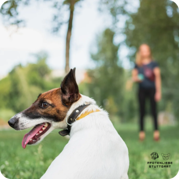 Fortgeschrittene Hunde, Stuttgart Hundeschule