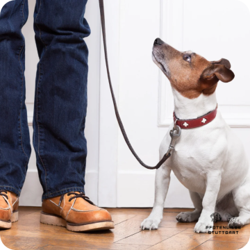 Fortgeschrittene Hunde, Stuttgart Hundeschule