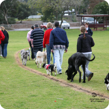 Fortgeschrittene Hunde, Stuttgart Hundeschule