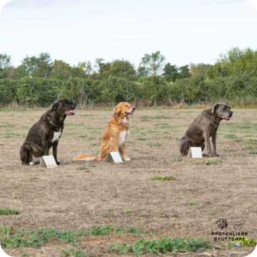 Fortgeschrittene Hunde, Stuttgart Hundeschule