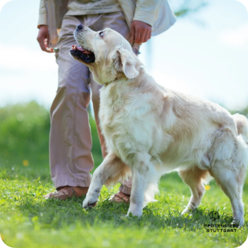 Fortgeschrittene Hunde, Stuttgart Hundeschule