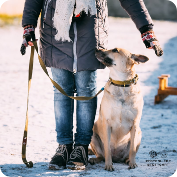 Fortgeschrittene Hunde, Stuttgart Hundeschule