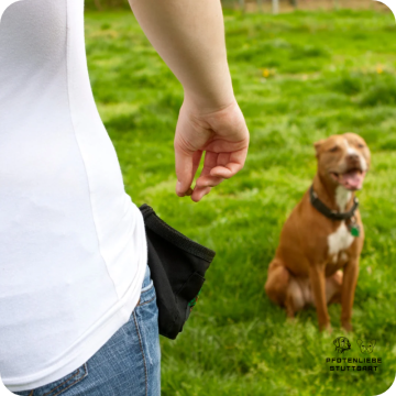 Fortgeschrittene Hunde, Stuttgart Hundeschule