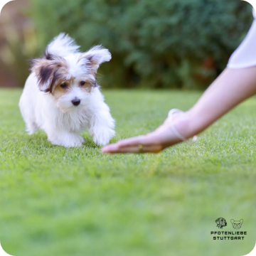 Fortgeschrittene Hunde, Stuttgart Hundeschule