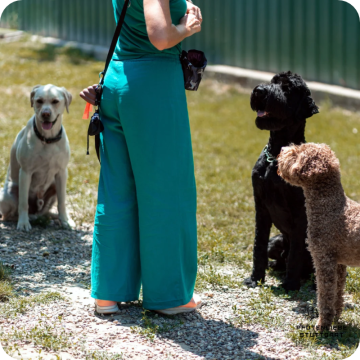 Fortgeschrittene Hunde, Stuttgart Hundeschule