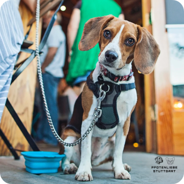 Stadttraining Hund, Stuttgart Hundeschule