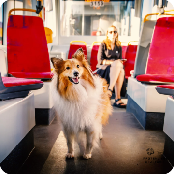 Stadttraining Hund, Stuttgart Hundeschule