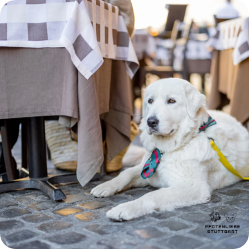 Stadttraining Hund, Stuttgart Hundeschule