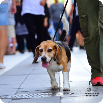 Stadttraining Hund, Stuttgart Hundeschule