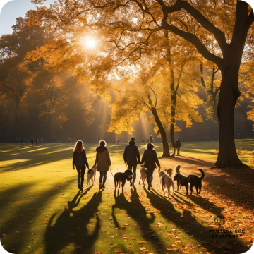 Social Walk Hund, Stuttgart Hundeschule 