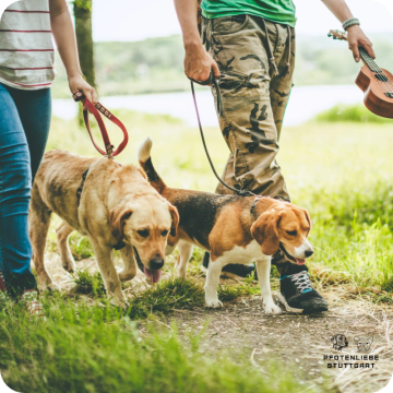 Social Walk Hund, Stuttgart Hundeschule 