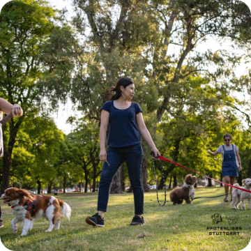 Social Walk Hund, Stuttgart Hundeschule 