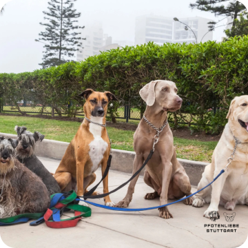 Social Walk Hund, Stuttgart Hundeschule 