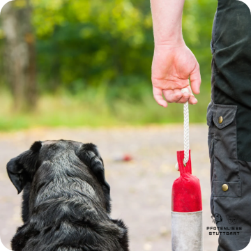 Apportieren, sinnvolle Auslastung für den Hund  Stuttgart Hundeschule 