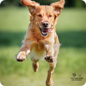 Sicherer Rückruf Hund, Stuttgart Hundeschule