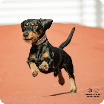 Sicherer Rückruf Hund, Stuttgart Hundeschule