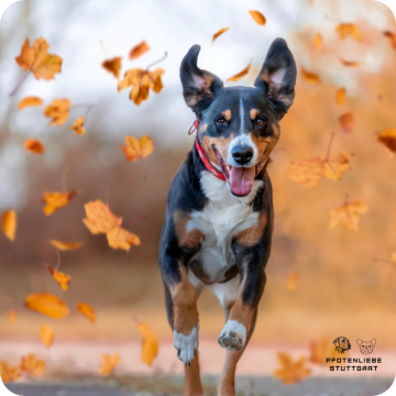 Sicherer Rückruf Hund, Stuttgart Hundeschule