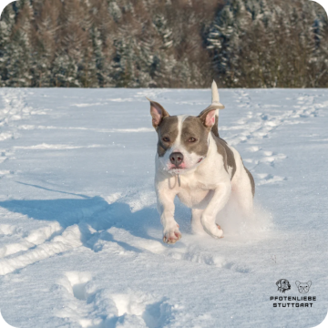 Sicherer Rückruf Hund, Stuttgart Hundeschule