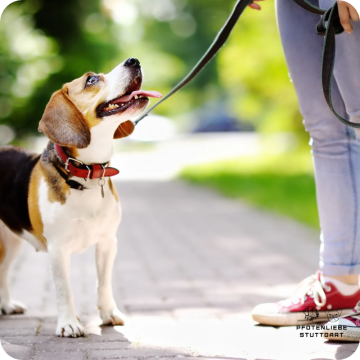 Leine als Nebensache, Leinenführung, Stuttgart Hundeschule