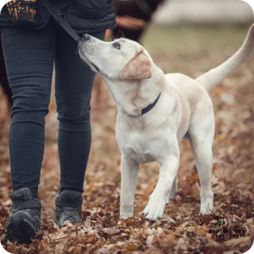 Leine als Nebensache, Leinenführung, Stuttgart Hundeschule