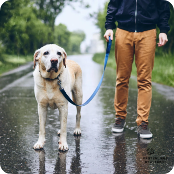 Leine als Nebensache, Leinenführung, Stuttgart Hundeschule