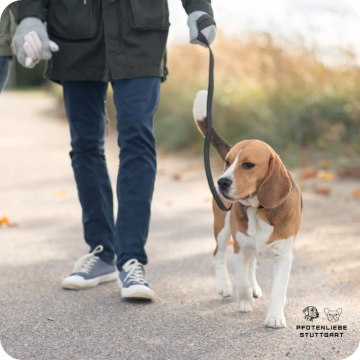 Leine als Nebensache, Leinenführung, Stuttgart Hundeschule