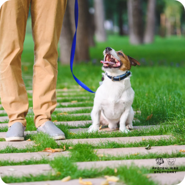 Leine als Nebensache, Leinenführung, Stuttgart Hundeschule