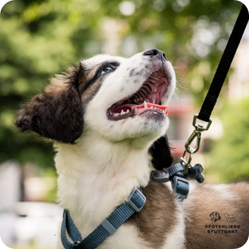 Leine als Nebensache, Leinenführung, Stuttgart Hundeschule