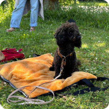 Fichtlmeier Methode, Stuttgart Hundeschule