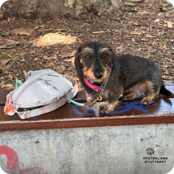 Fichtlmeier Methode, Stuttgart Hundeschule