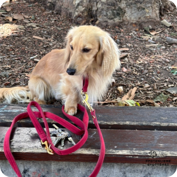 Fichtlmeier Methode, Stuttgart Hundeschule