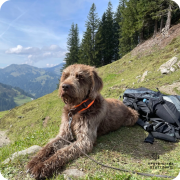 Fichtlmeier Methode, Stuttgart Hundeschule