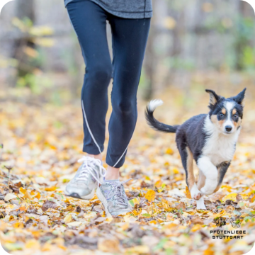 Radiustraining, Stuttgart Hundeschule