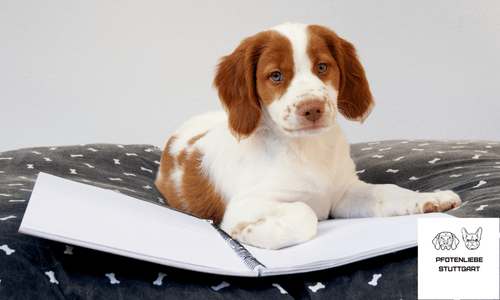 Keine Flöhe FAQ Stuttgart HUndechule